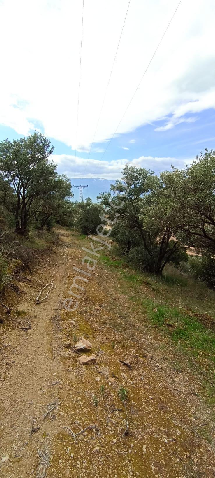 Bozdoğan Koyuncular Mahallesinde Satılık 7 Dönüm Zeytinlik - Görsel 23