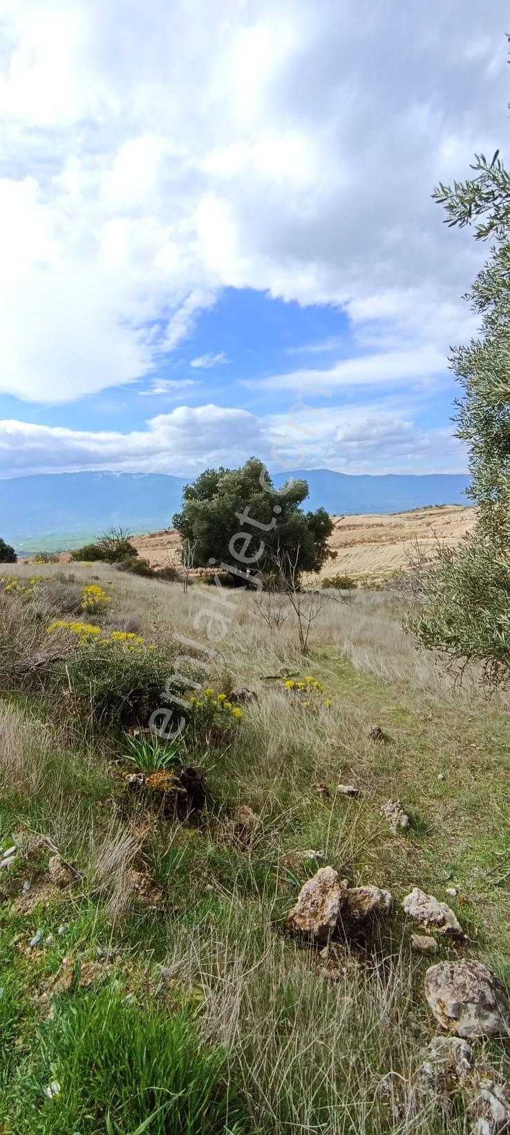 Bozdoğan Koyuncular Mahallesinde Satılık 7 Dönüm Zeytinlik - Görsel 6