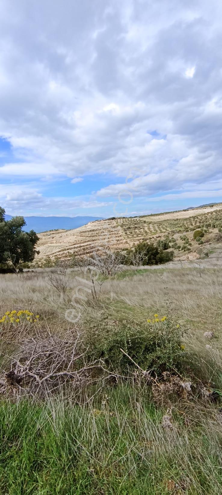 Bozdoğan Koyuncular Mahallesinde Satılık 7 Dönüm Zeytinlik - Görsel 5