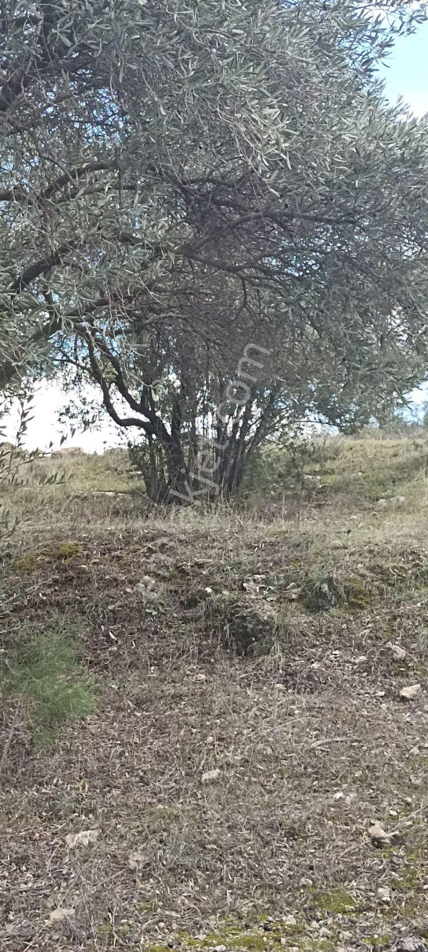 Bozdoğan Koyuncular Mahallesinde Satılık 7 Dönüm Zeytinlik - Görsel 27