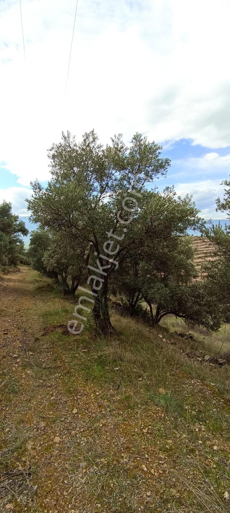 Bozdoğan Koyuncular Mahallesinde Satılık 7 Dönüm Zeytinlik - Görsel 20