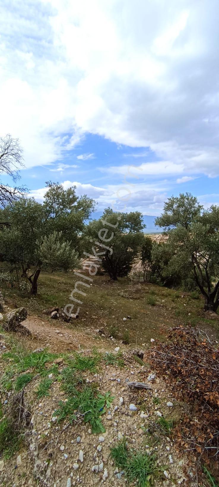 Bozdoğan Koyuncular Mahallesinde Satılık 7 Dönüm Zeytinlik - Görsel 15