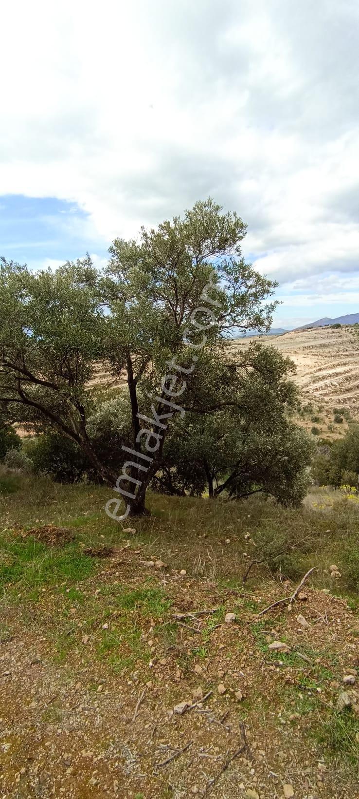 Bozdoğan Koyuncular Mahallesinde Satılık 7 Dönüm Zeytinlik - Görsel 19