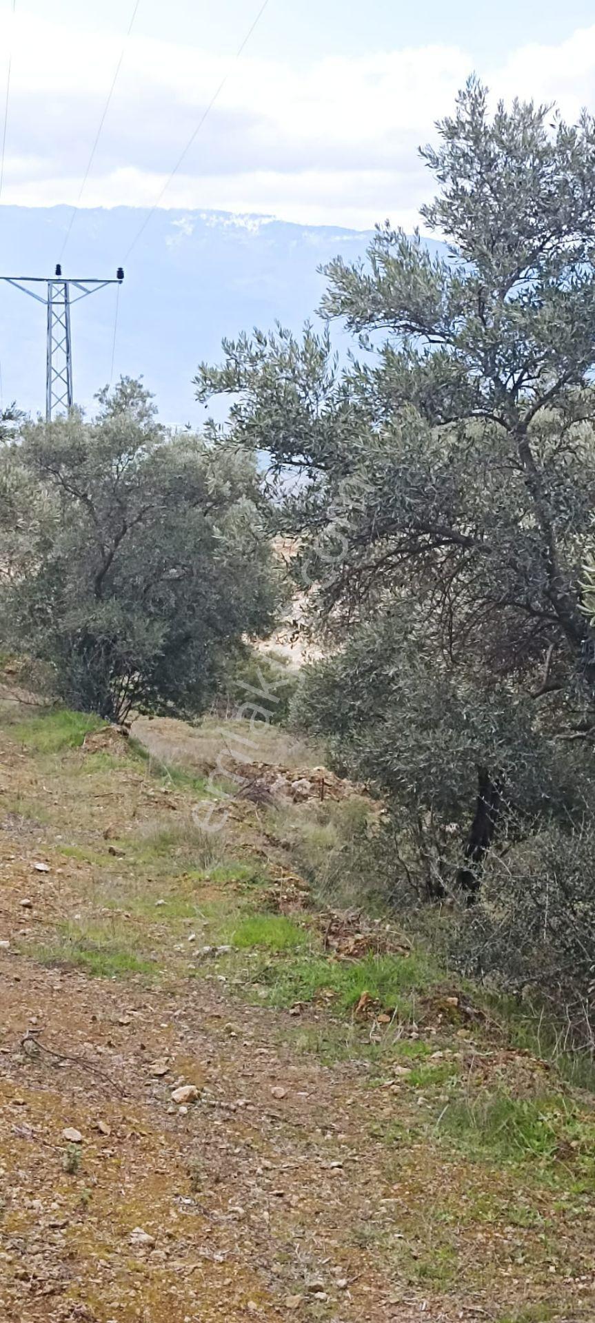 Bozdoğan Koyuncular Mahallesinde Satılık 7 Dönüm Zeytinlik - Görsel 18
