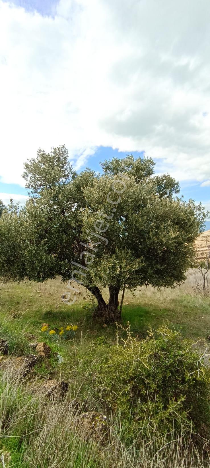 Bozdoğan Koyuncular Mahallesinde Satılık 7 Dönüm Zeytinlik - Görsel 3