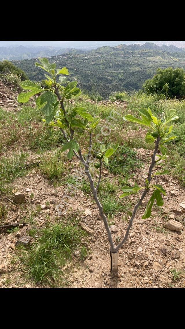 Yaylapınar Mahallesinde Satılık 5 Dönüm Manzaralı İncir Bahçesi - Görsel 14