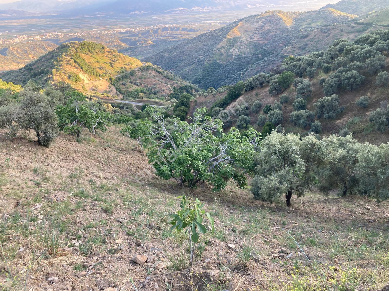 Yaylapınar Mahallesinde Satılık 5 Dönüm Manzaralı İncir Bahçesi - Görsel 24