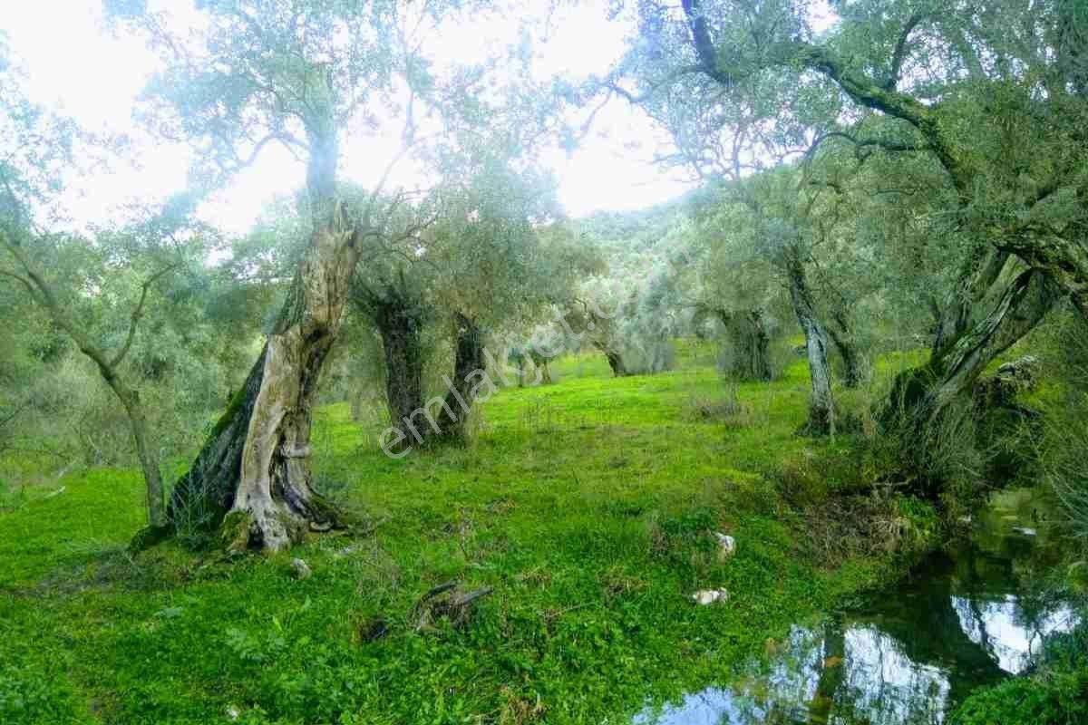 Türkıye'nın Enıyı Zeytin Yağını Veren Zeytinlik - Görsel 8
