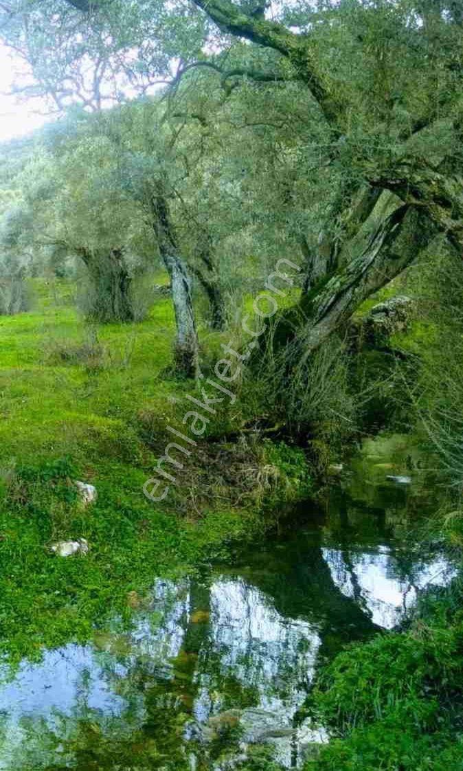 Türkıye'nın Enıyı Zeytin Yağını Veren Zeytinlik - Görsel 6