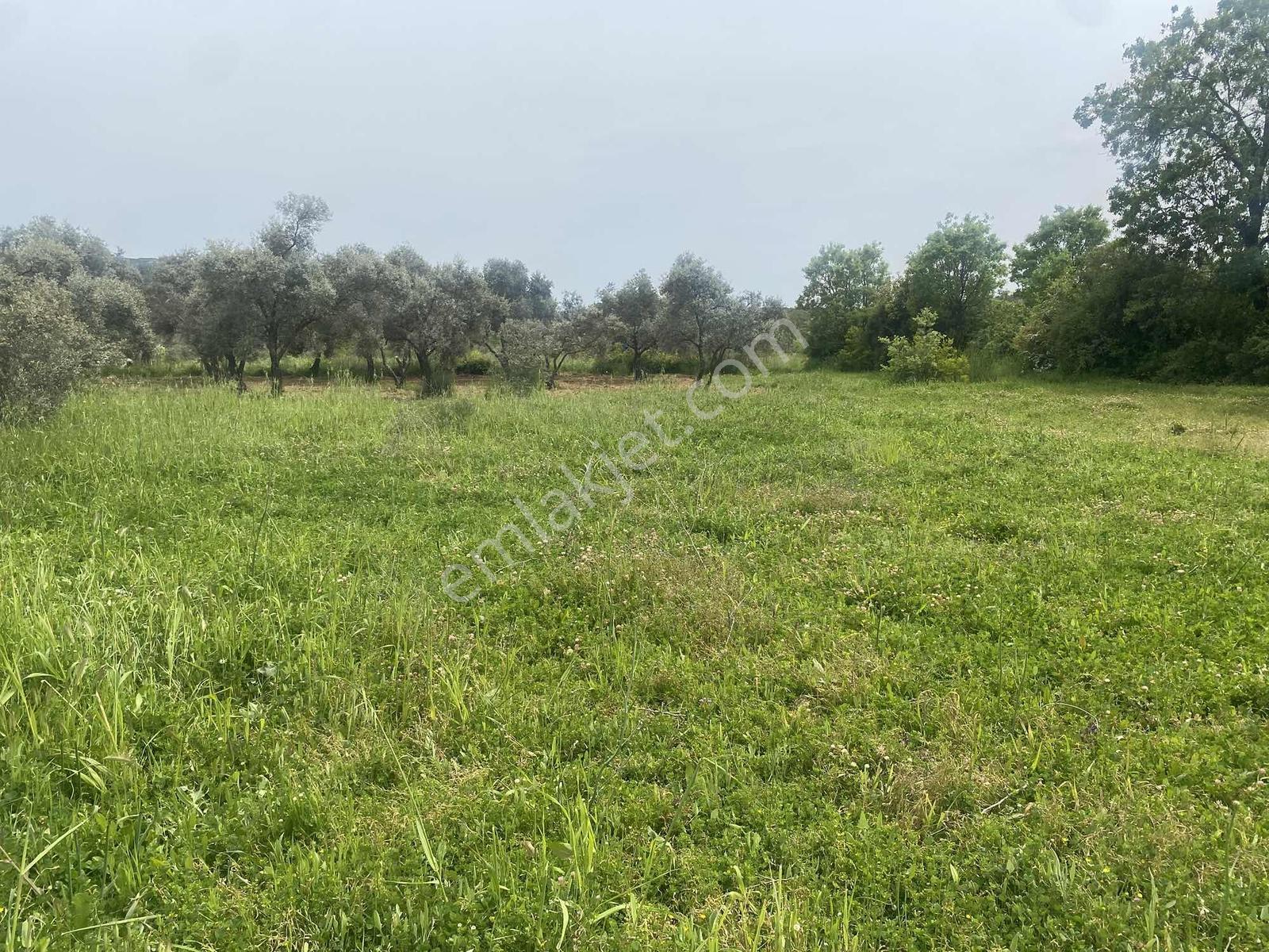 Muğla Menteşe Akkaya Satılık 1453 M² Tarla - Görsel 15