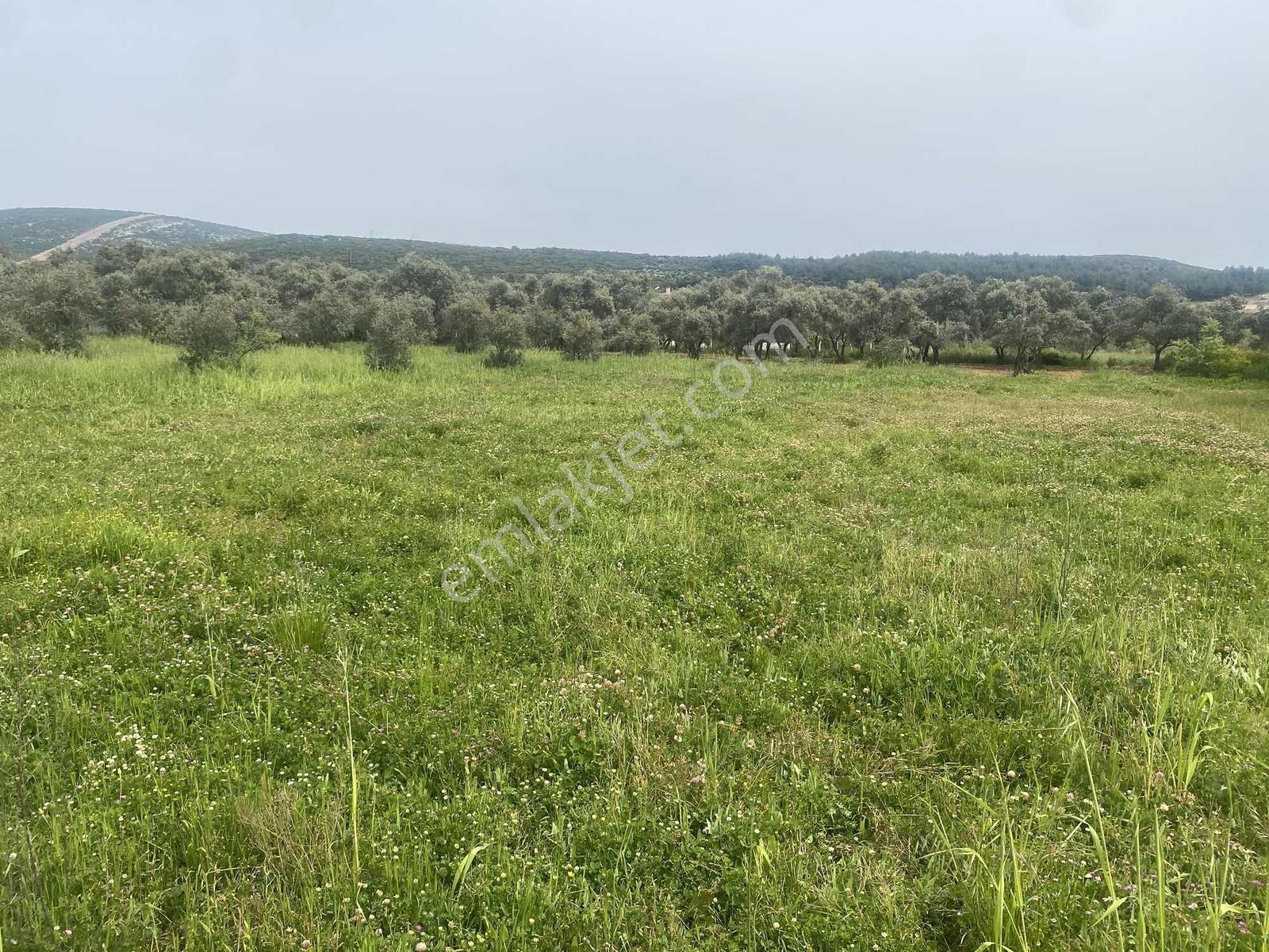 Muğla Menteşe Akkaya Satılık 1453 M² Tarla - Görsel 7