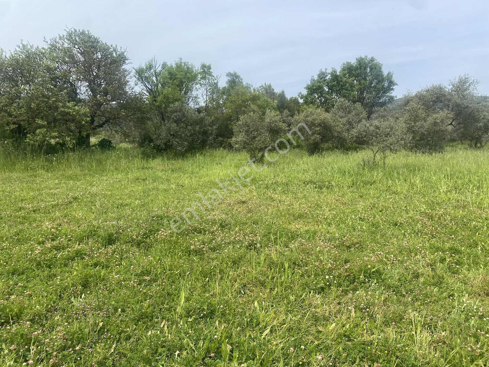 Muğla Menteşe Akkaya Satılık 1453 M² Tarla - Görsel 16