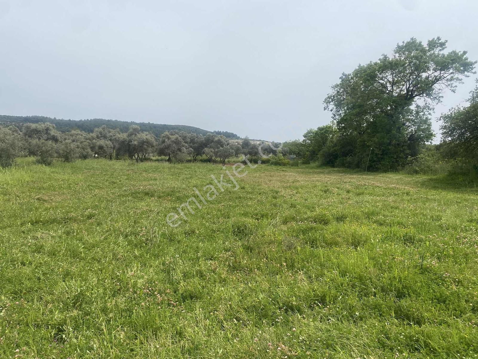 Muğla Menteşe Akkaya Satılık 1453 M² Tarla - Görsel 4