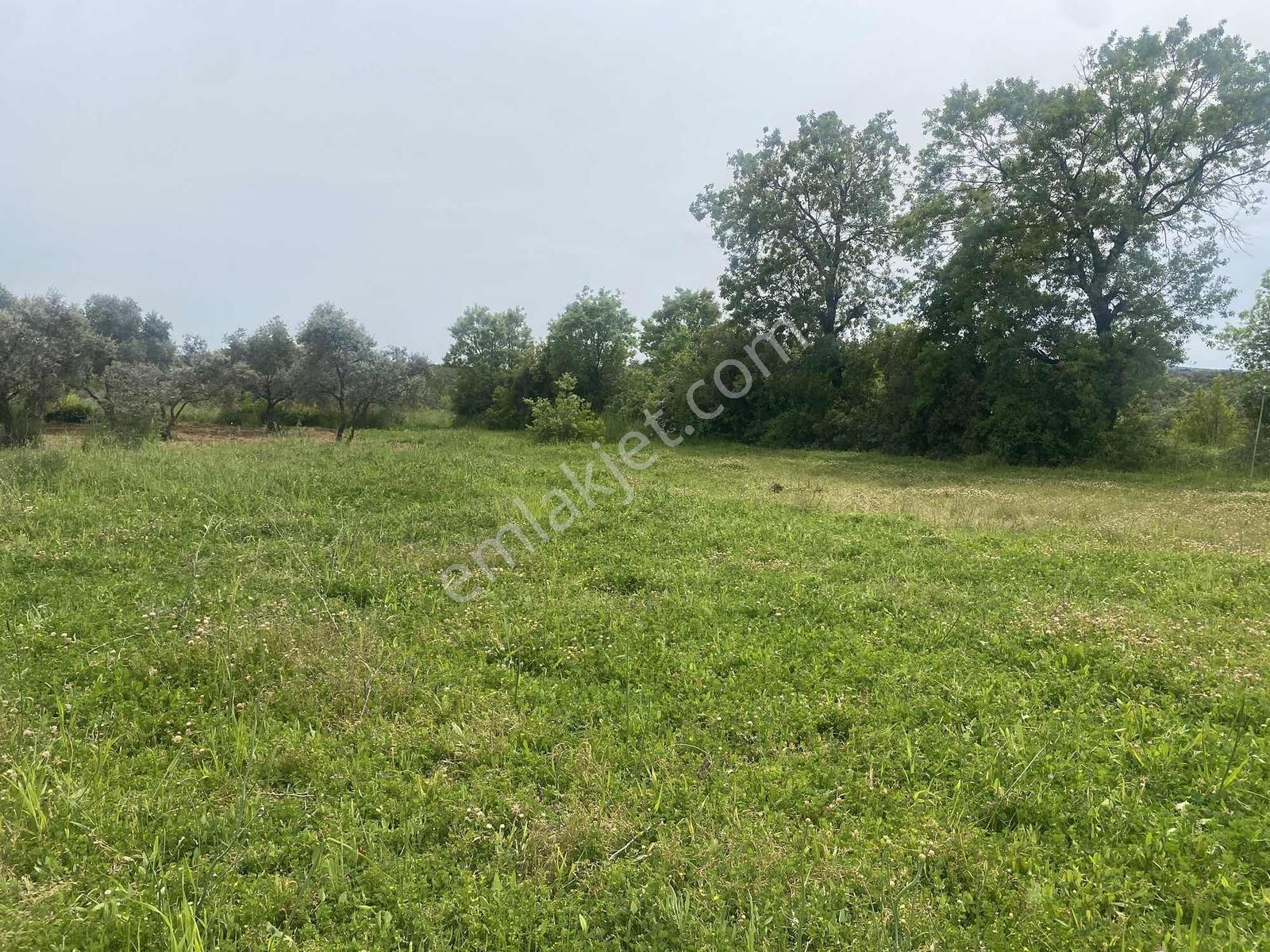 Muğla Menteşe Akkaya Satılık 1453 M² Tarla - Görsel 14