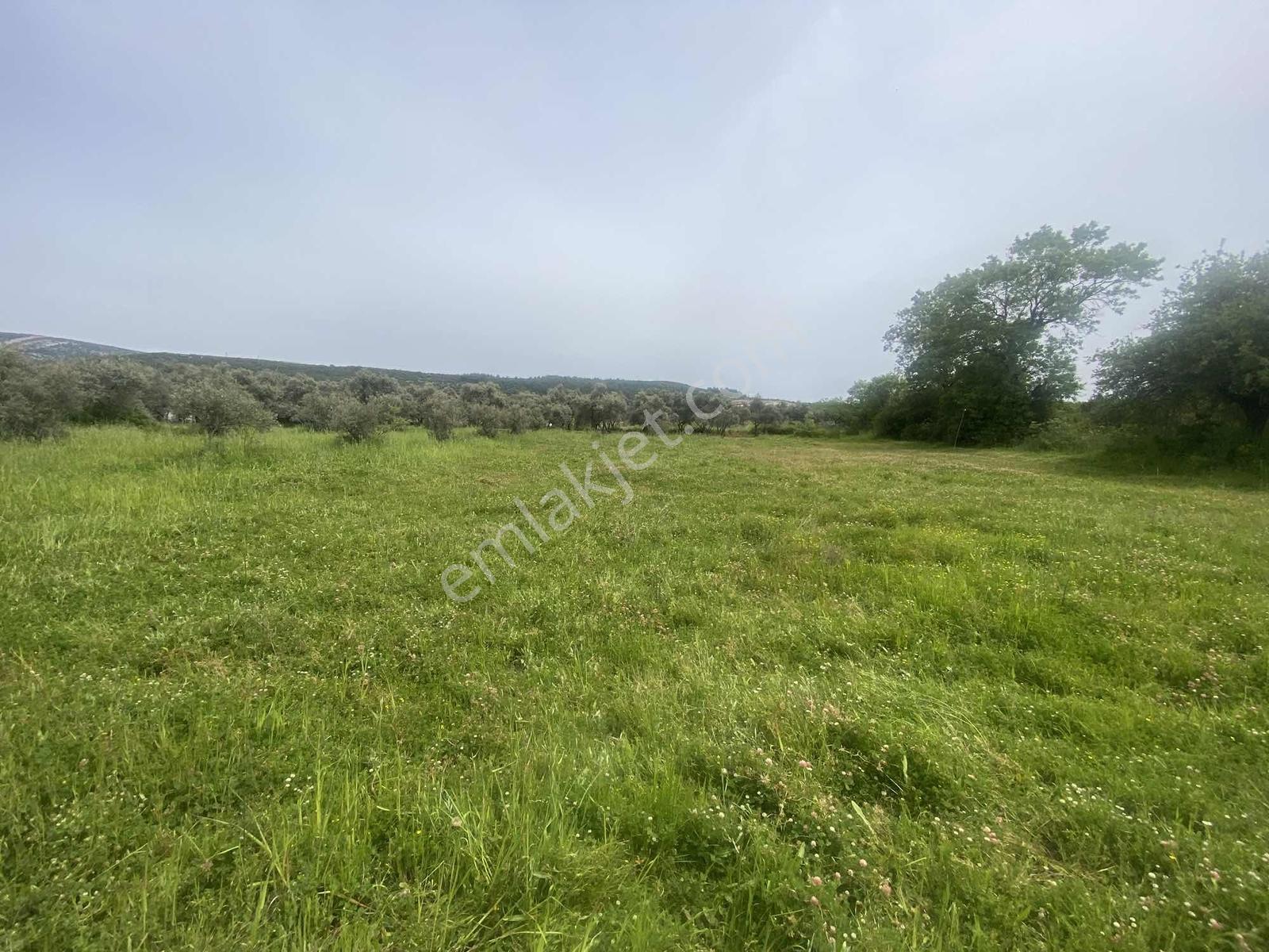 Muğla Menteşe Akkaya Satılık 1453 M² Tarla - Görsel 34