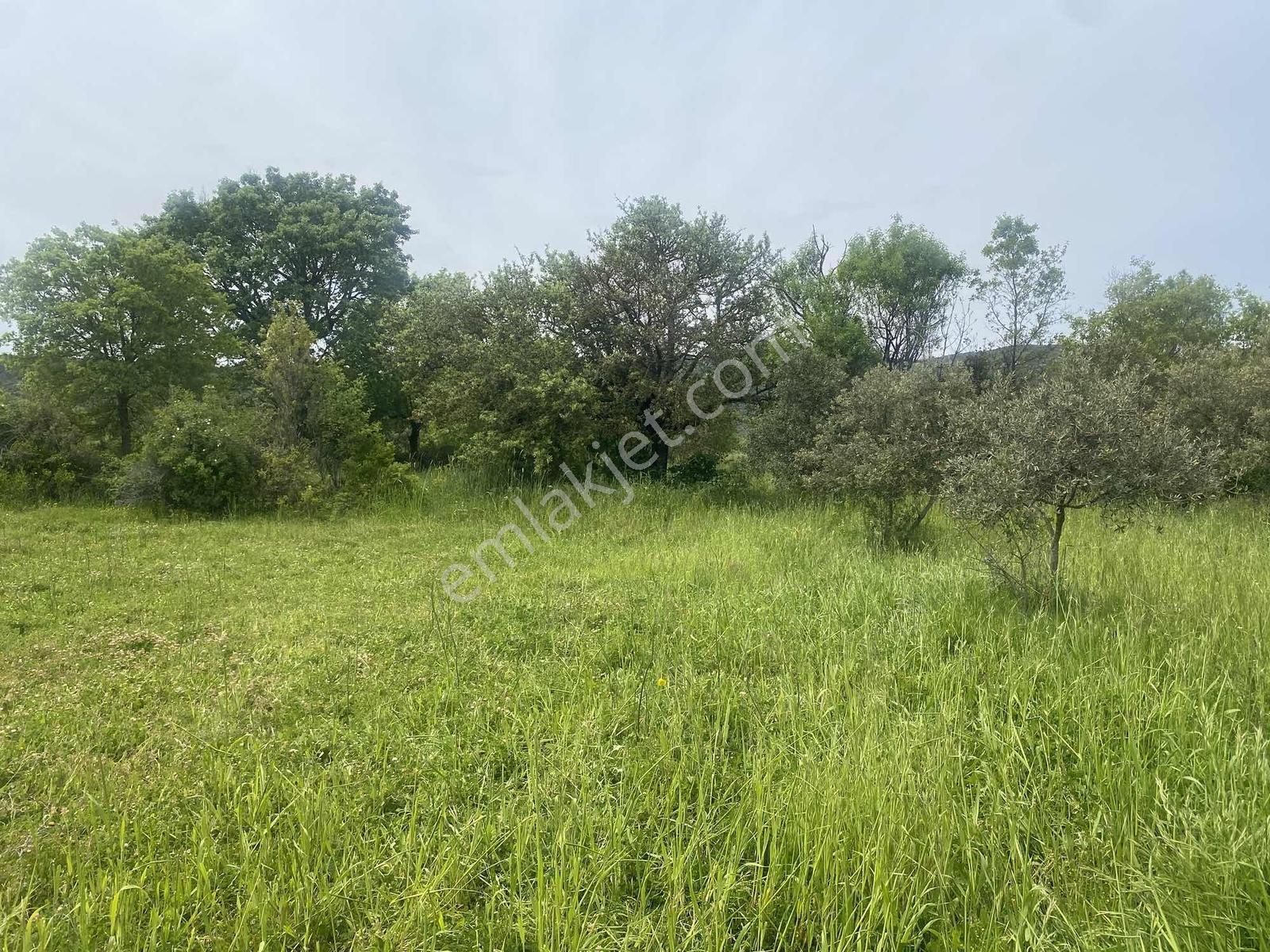 Muğla Menteşe Akkaya Satılık 1453 M² Tarla - Görsel 33
