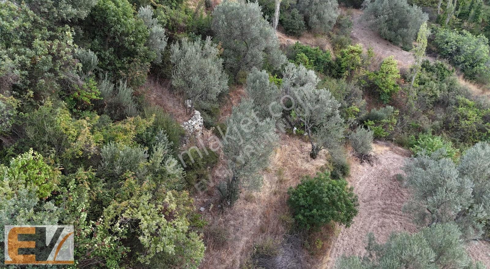 Bergama Alhatlı 1391 M2 Yolu Olan Satılık Parsel - Görsel 7