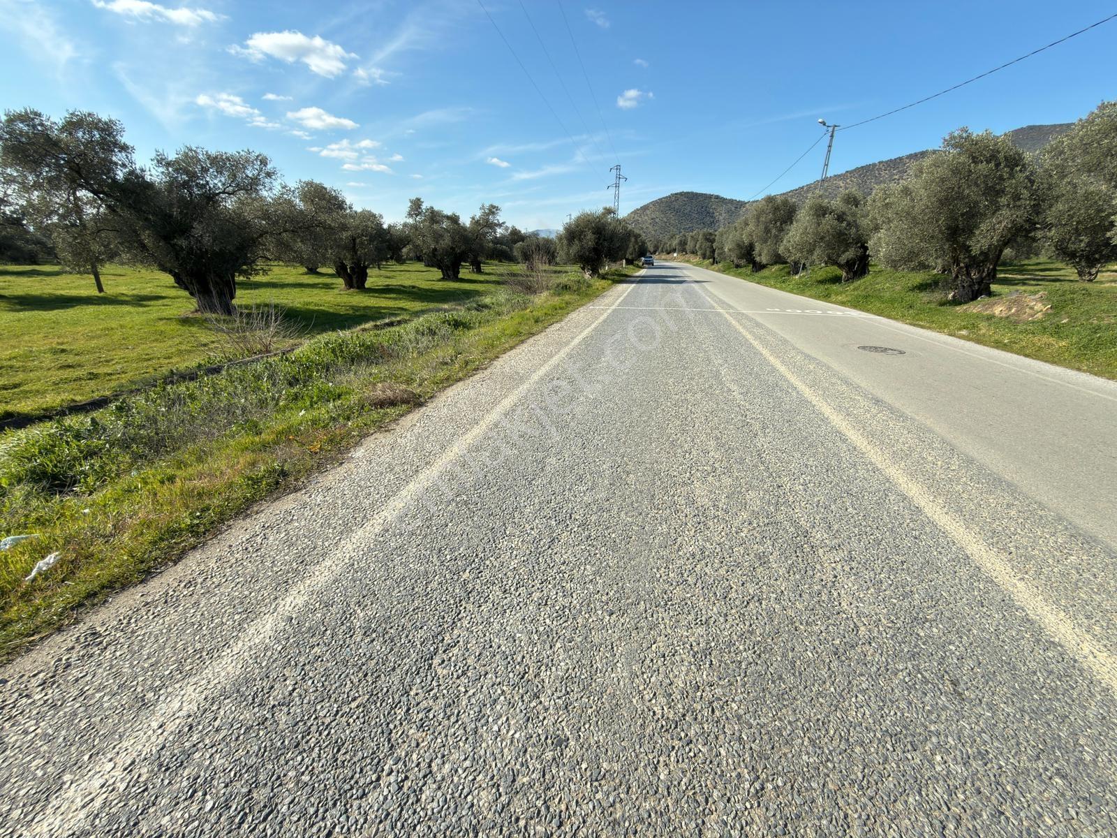 Satılık Zeytinlik