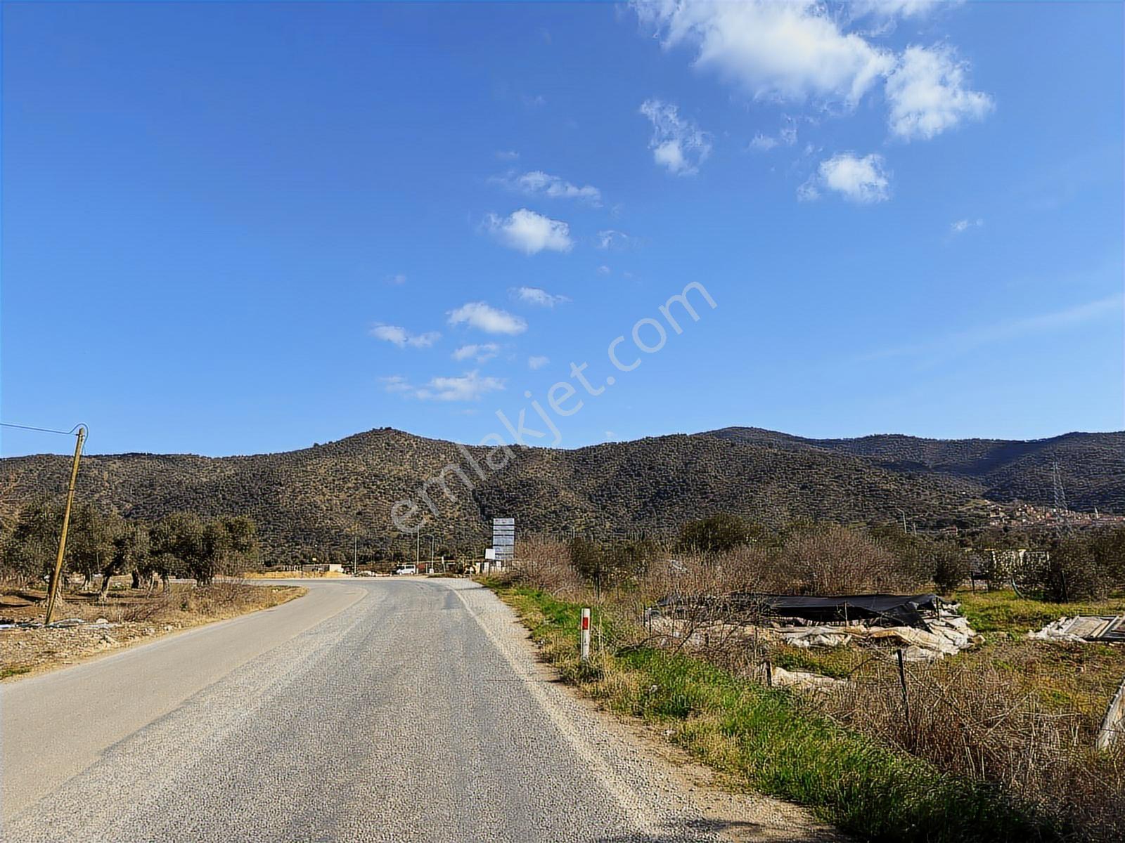 Satılık Zeytinlik - Görsel 8