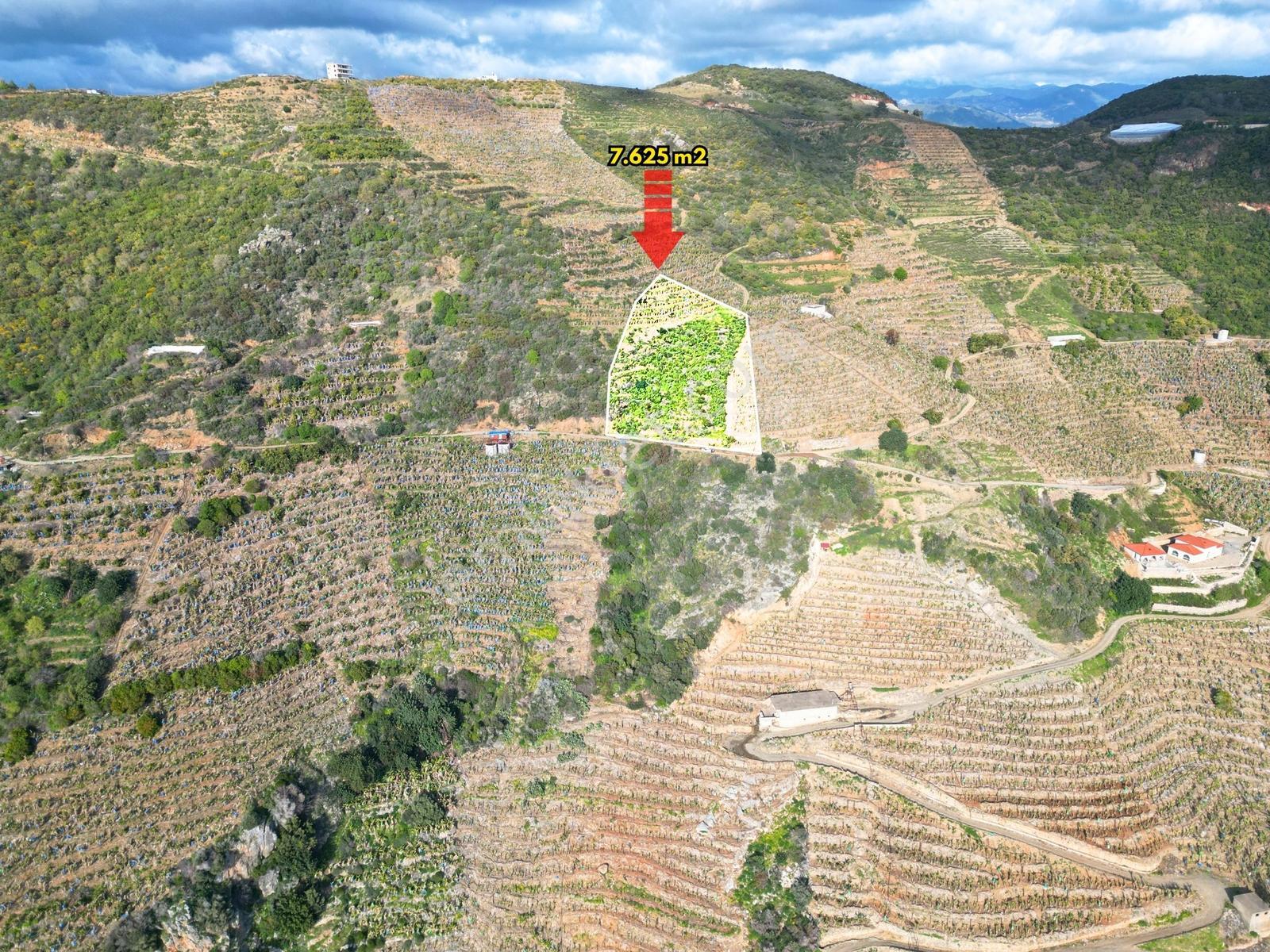 Gazipaşa Muzkent'te Denize 250 M Yakın 7.625 M² Verimli Tarla - Görsel 9