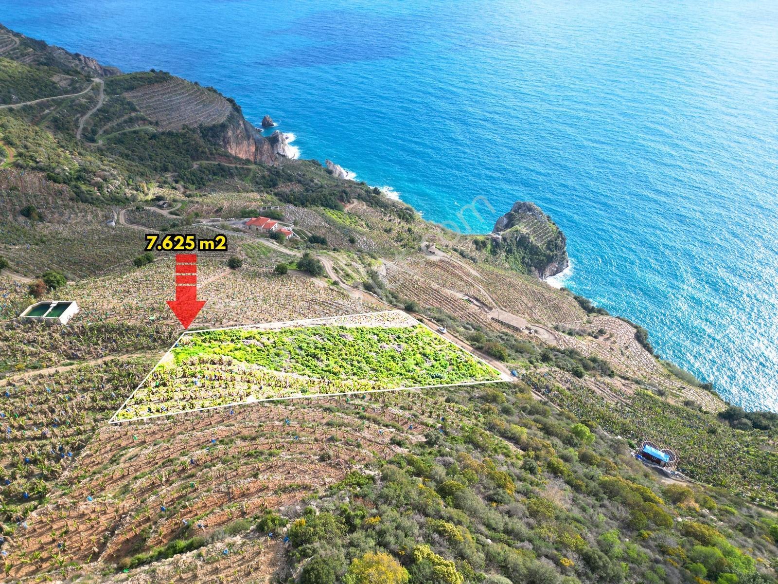 Gazipaşa Muzkent'te Denize 250 M Yakın 7.625 M² Verimli Tarla - Görsel 13