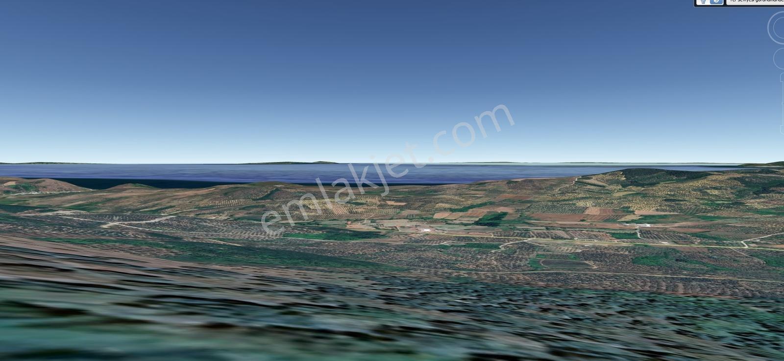 Bursa Mudanya Talatbey De 4072 M2 Yatırımlık Zeytinlik