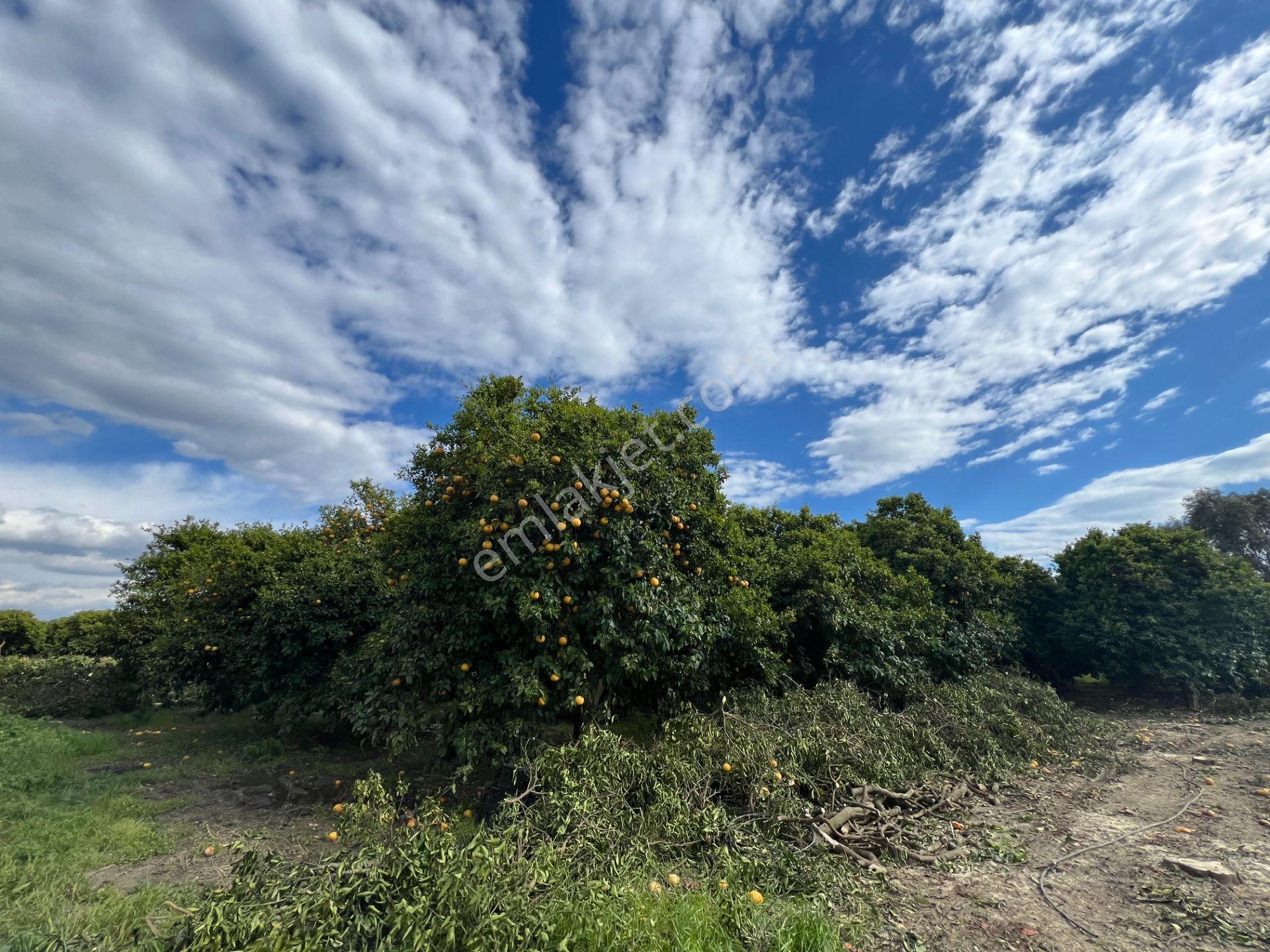 Antalya Manavgat Çakış Mahallesi Satılık Narenciye Bahçesi - Görsel 17