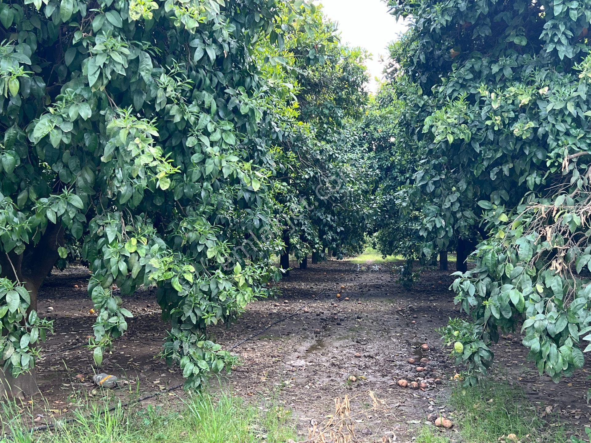 Antalya Manavgat Çakış Mahallesi Satılık Narenciye Bahçesi - Görsel 23