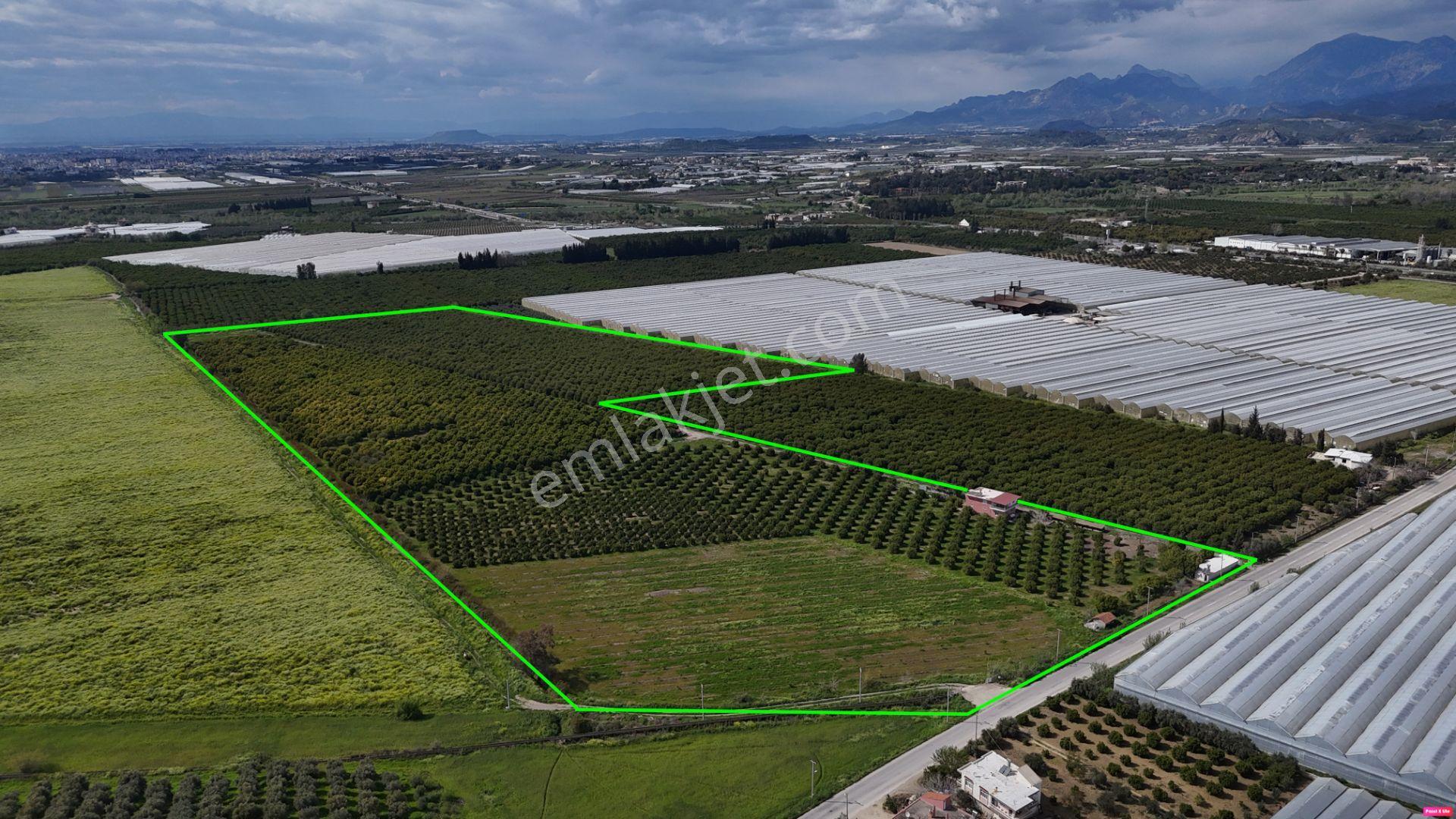 Antalya Manavgat Çakış Mahallesi Satılık Narenciye Bahçesi - Görsel 5