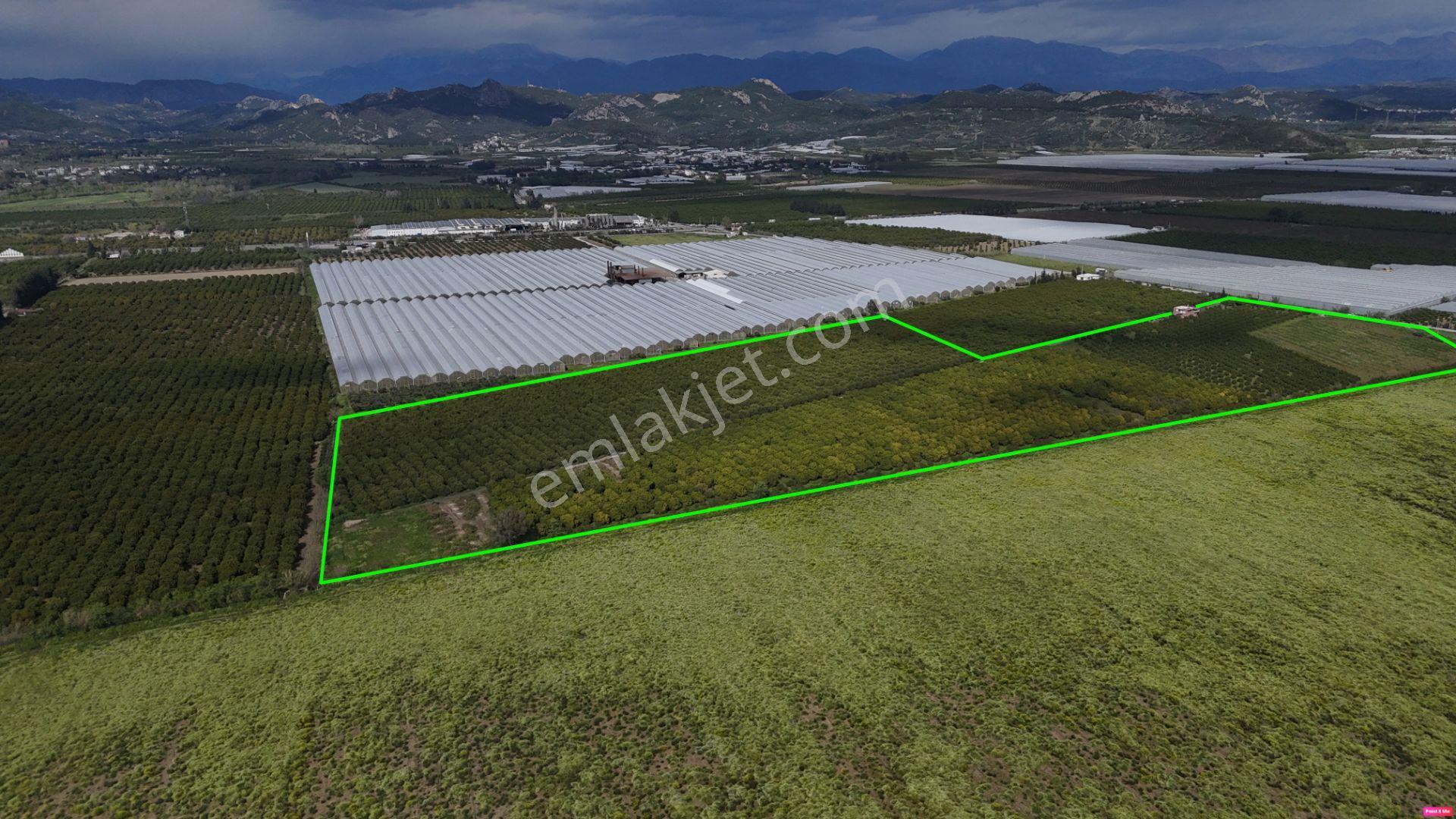 Antalya Manavgat Çakış Mahallesi Satılık Narenciye Bahçesi - Görsel 7