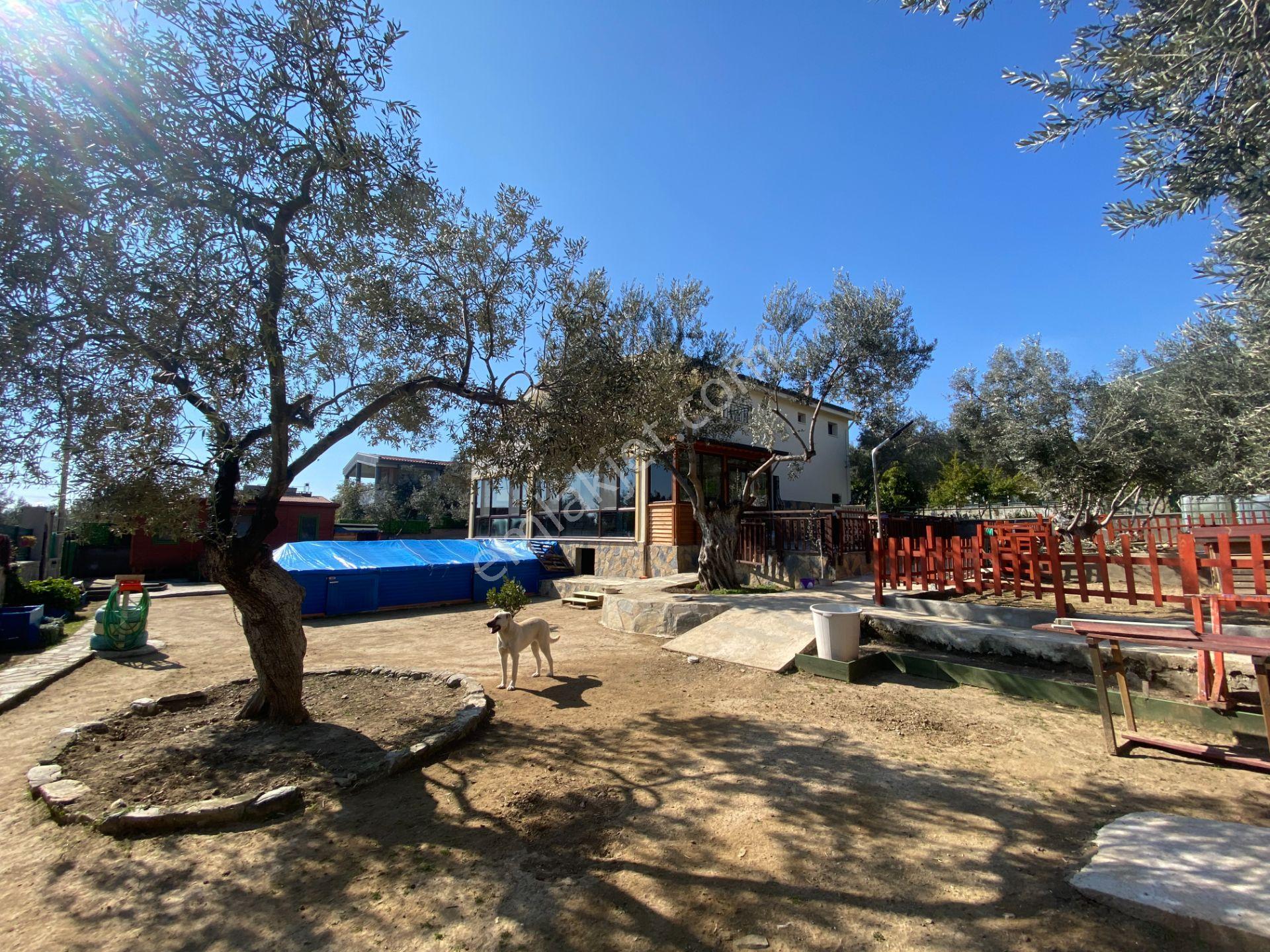 Altınoluk İlkbaharda Denize Yakın 1350m2 Arsa İçinde Emsalsiz Çiftlik Evi - Görsel 40