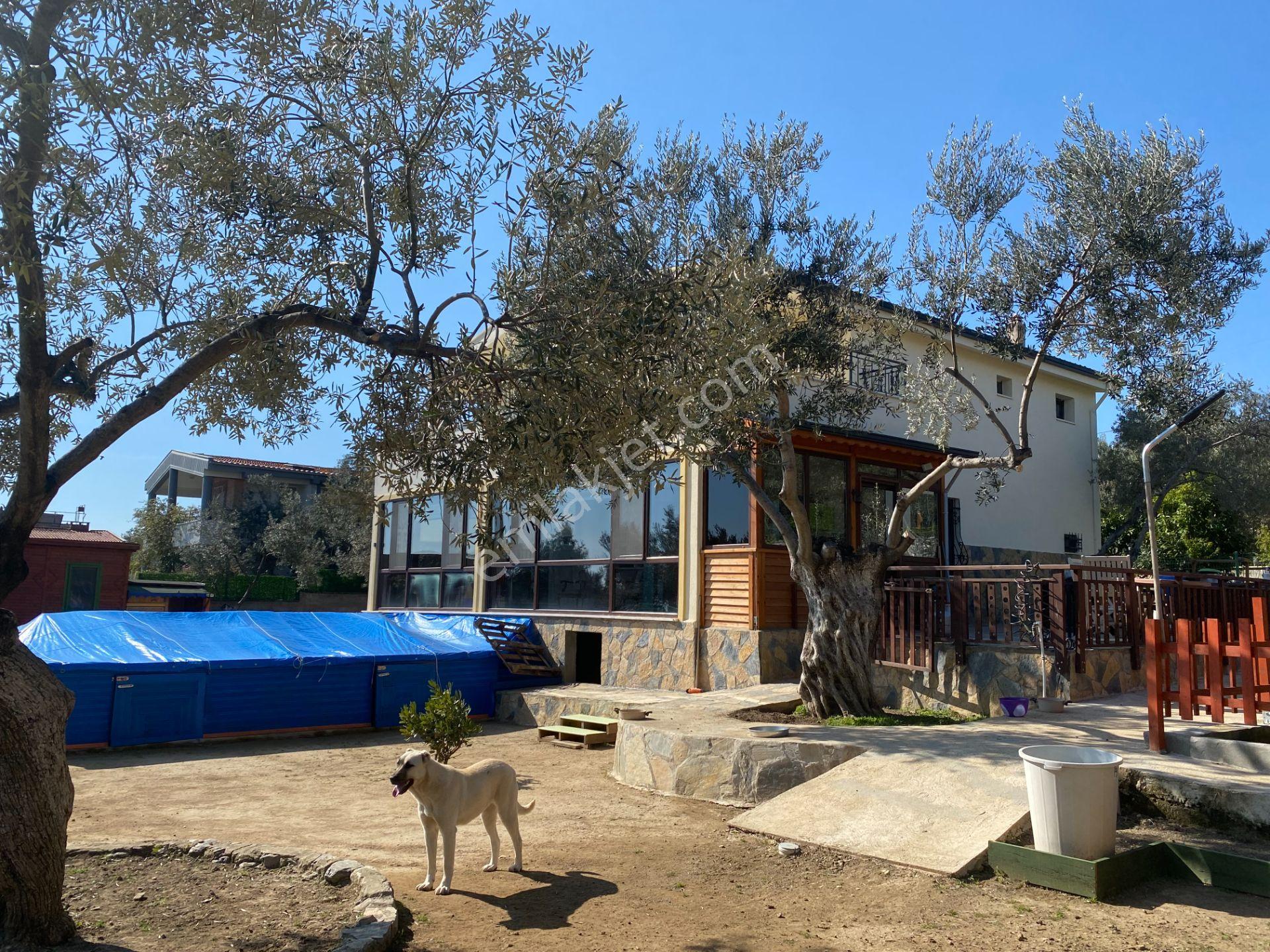 Altınoluk İlkbaharda Denize Yakın 1350m2 Arsa İçinde Emsalsiz Çiftlik Evi - Görsel 41