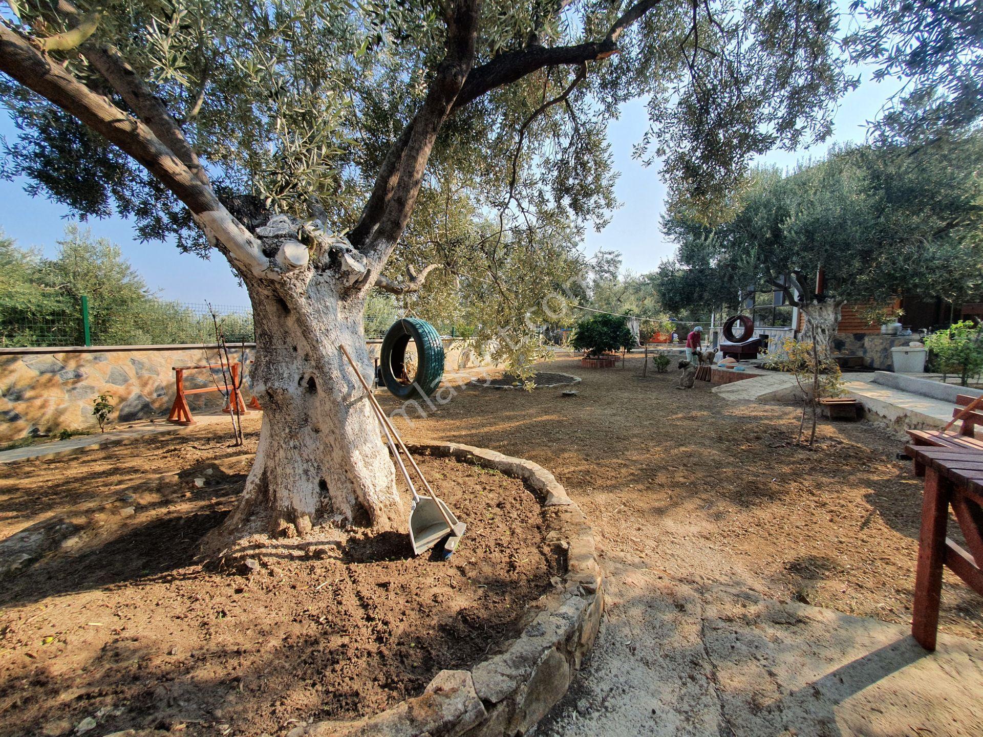 Altınoluk İlkbaharda Denize Yakın 1350m2 Arsa İçinde Emsalsiz Çiftlik Evi - Görsel 24