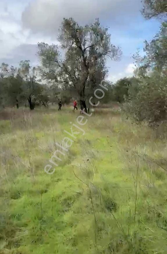 Balıkesir Havran Sarnıç Mahallesi Satılık Zeytinlik Arsa - Görsel 11