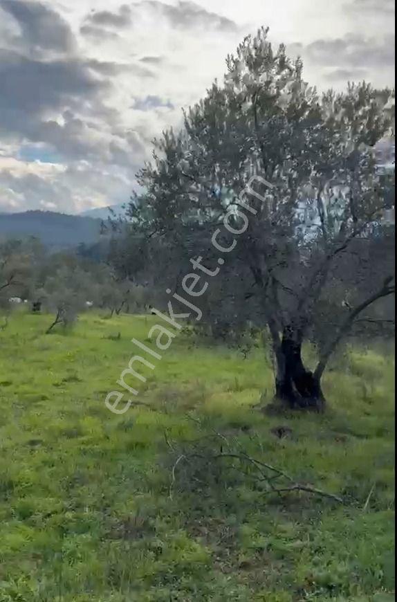 Balıkesir Havran Sarnıç Mahallesi Satılık Zeytinlik Arsa - Görsel 7