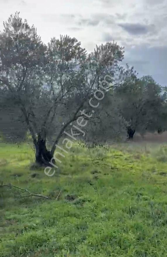 Balıkesir Havran Sarnıç Mahallesi Satılık Zeytinlik Arsa - Görsel 3