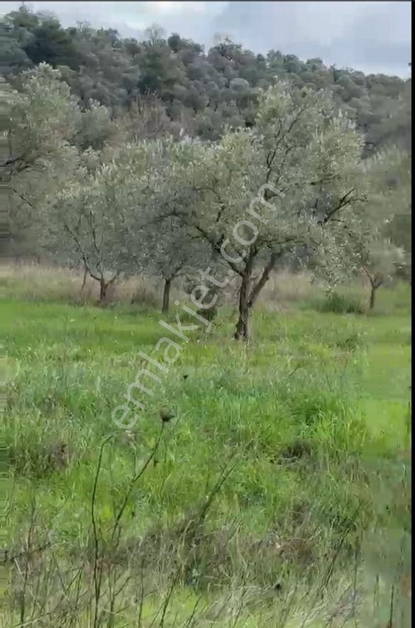 Balıkesir Havran Sarnıç Mahallesi Satılık Zeytinlik Arsa - Görsel 12