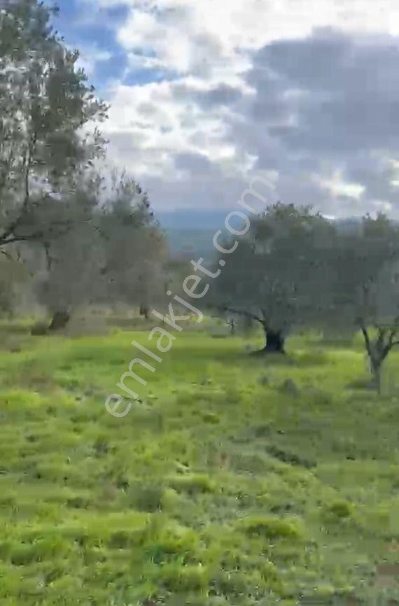Balıkesir Havran Sarnıç Mahallesi Satılık Zeytinlik Arsa - Görsel 5