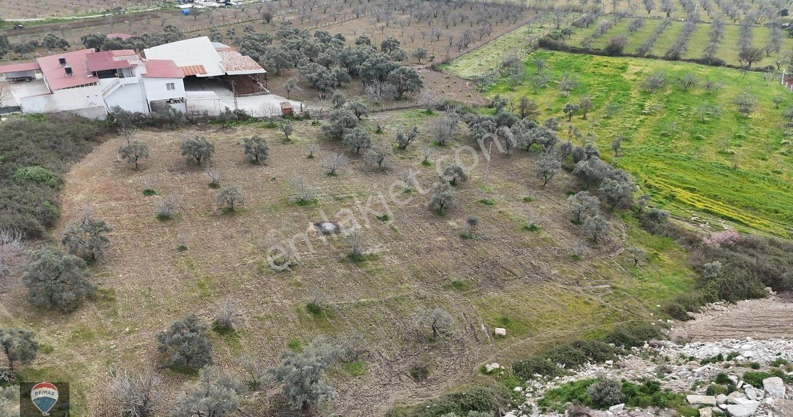 Ortaklar'da Izmır Yolu Üzerınde Satılık Incır Ve Zeytın Bahçesı