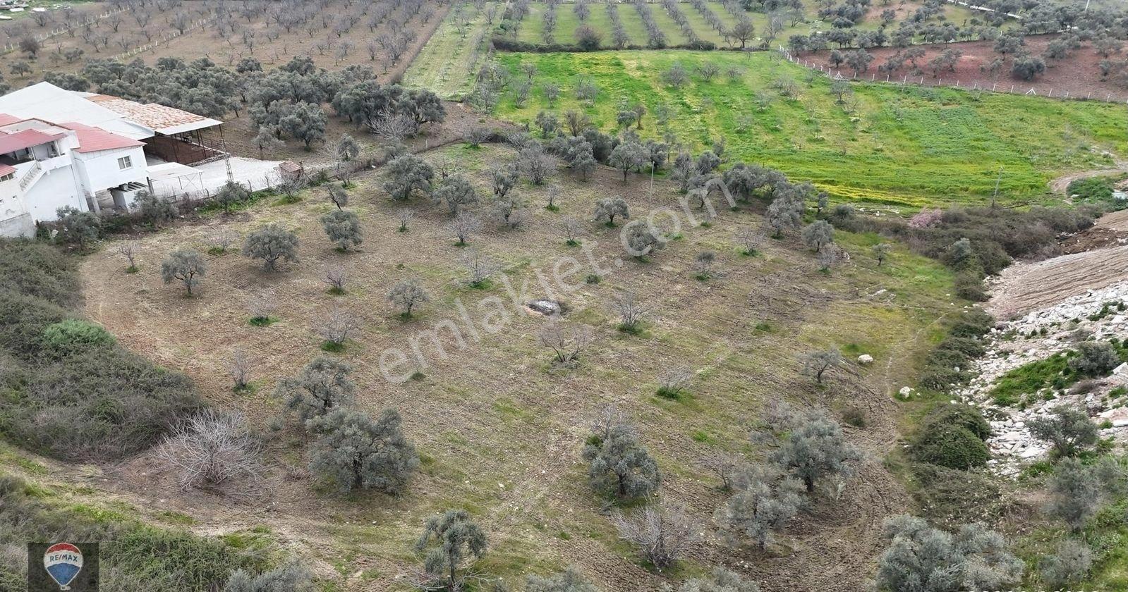 Ortaklar'da Izmır Yolu Üzerınde Satılık Incır Ve Zeytın Bahçesı - Görsel 3