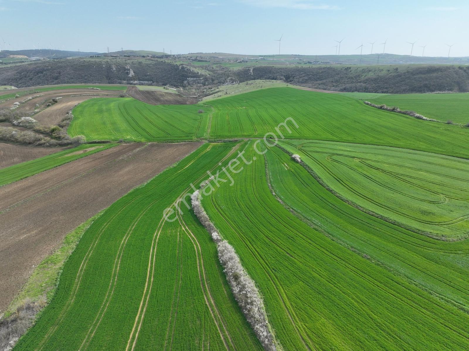 Çatalca İnceğizde Satılık 1125 Metre Çaplı Tarla - Görsel 9