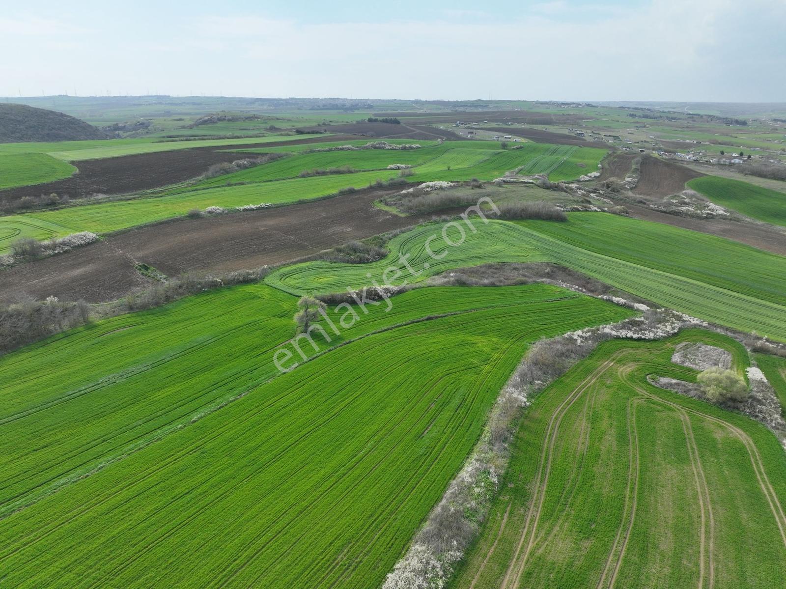 Çatalca İnceğizde Satılık 1125 Metre Çaplı Tarla - Görsel 11