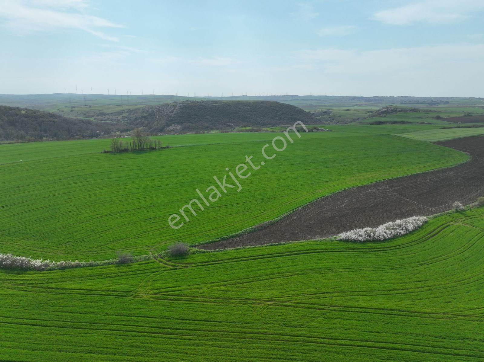 Çatalca İnceğizde Satılık 1125 Metre Çaplı Tarla - Görsel 8