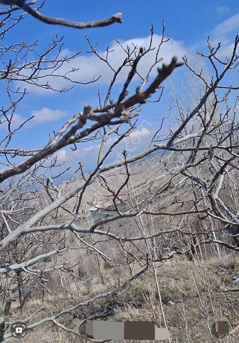 Kemer De Şehir Manzaralı 7500m2 İçinde 50 Kadar Yetişmiş Ceviz - Görsel 16