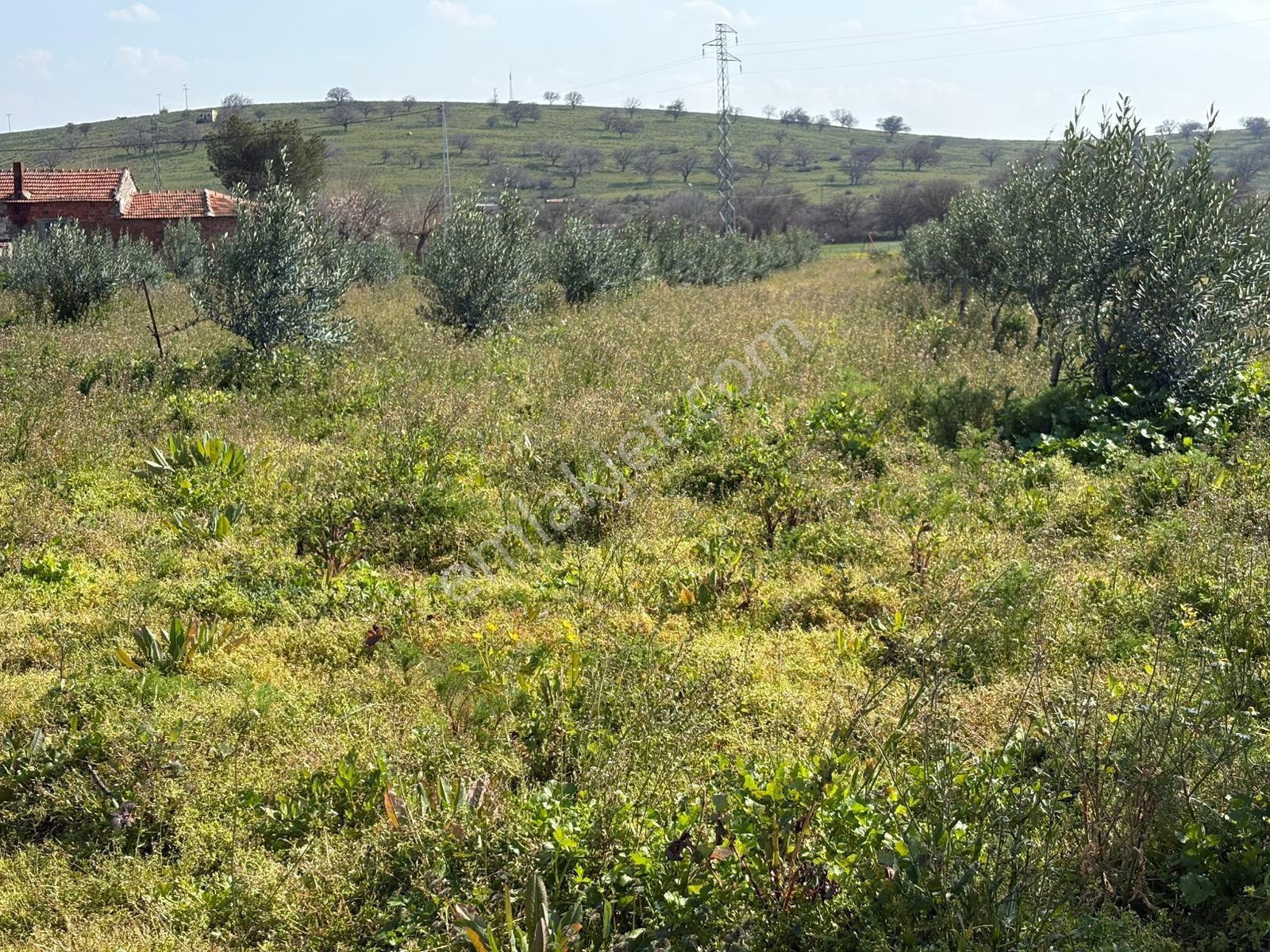 Ahmetbeyler Köyünde 7720m2 Satılık Zeytinlik - Görsel 24