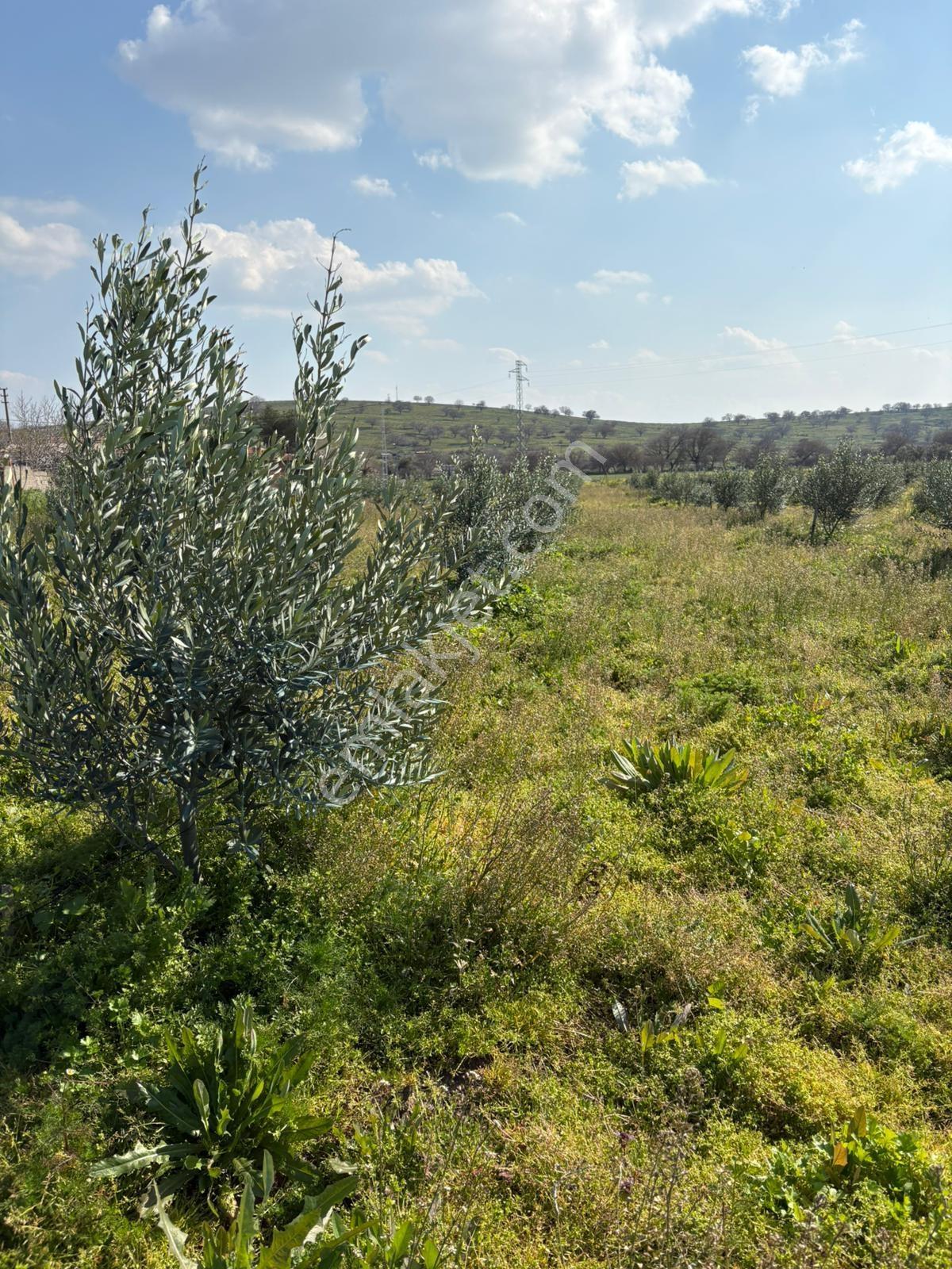 Ahmetbeyler Köyünde 7720m2 Satılık Zeytinlik - Görsel 25