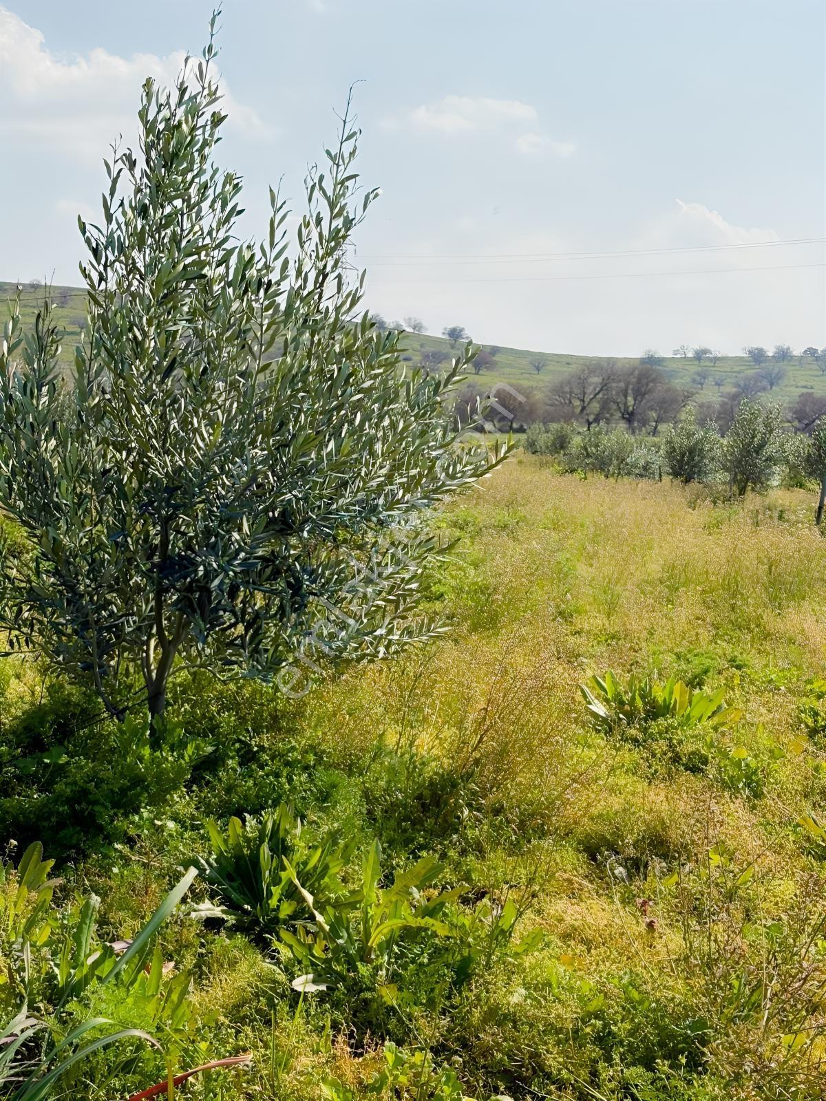 Ahmetbeyler Köyünde 7720m2 Satılık Zeytinlik - Görsel 26