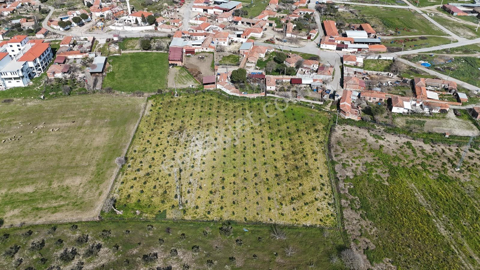 Ahmetbeyler Köyünde 7720m2 Satılık Zeytinlik - Görsel 29