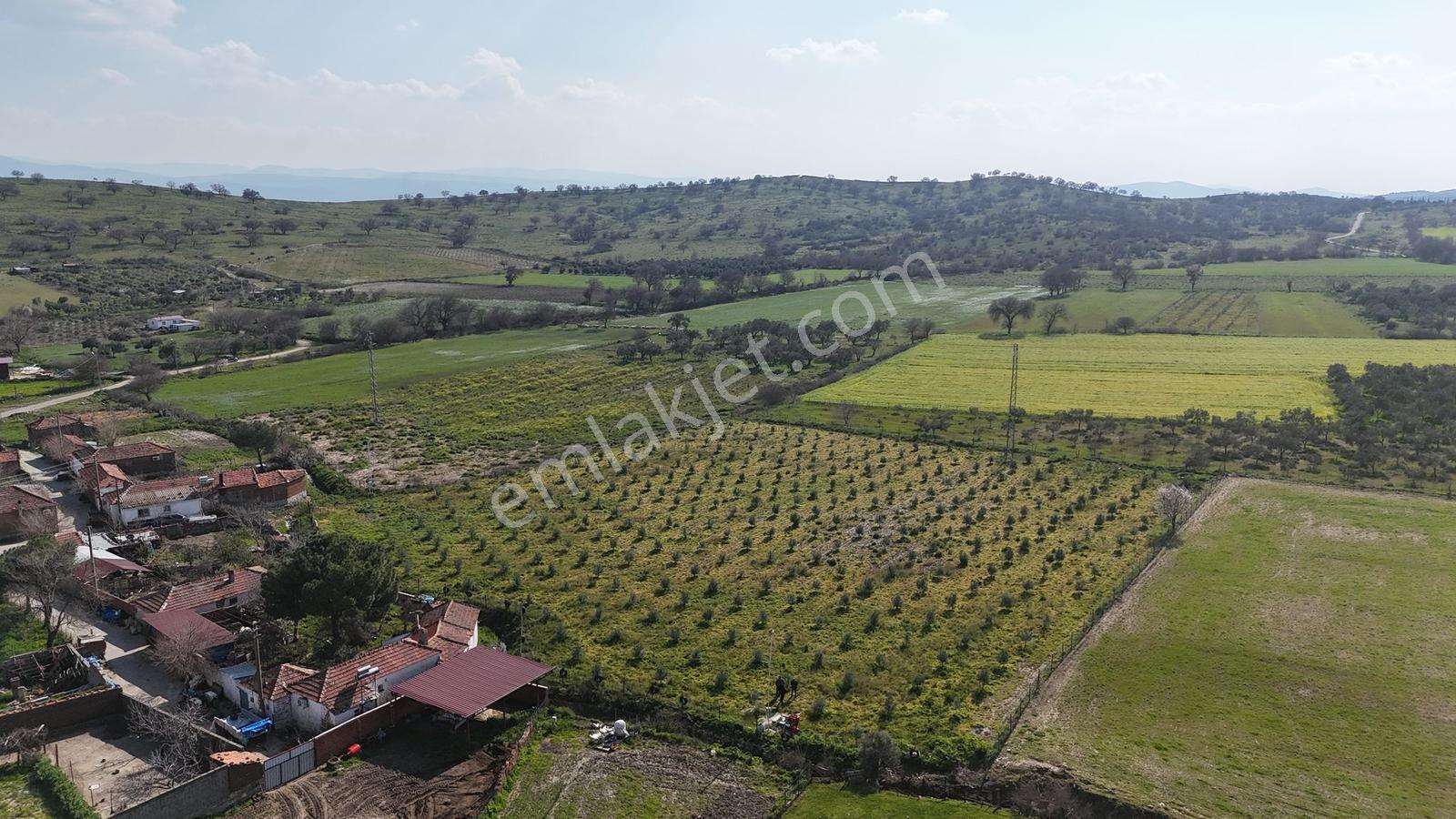 Ahmetbeyler Köyünde 7720m2 Satılık Zeytinlik - Görsel 4