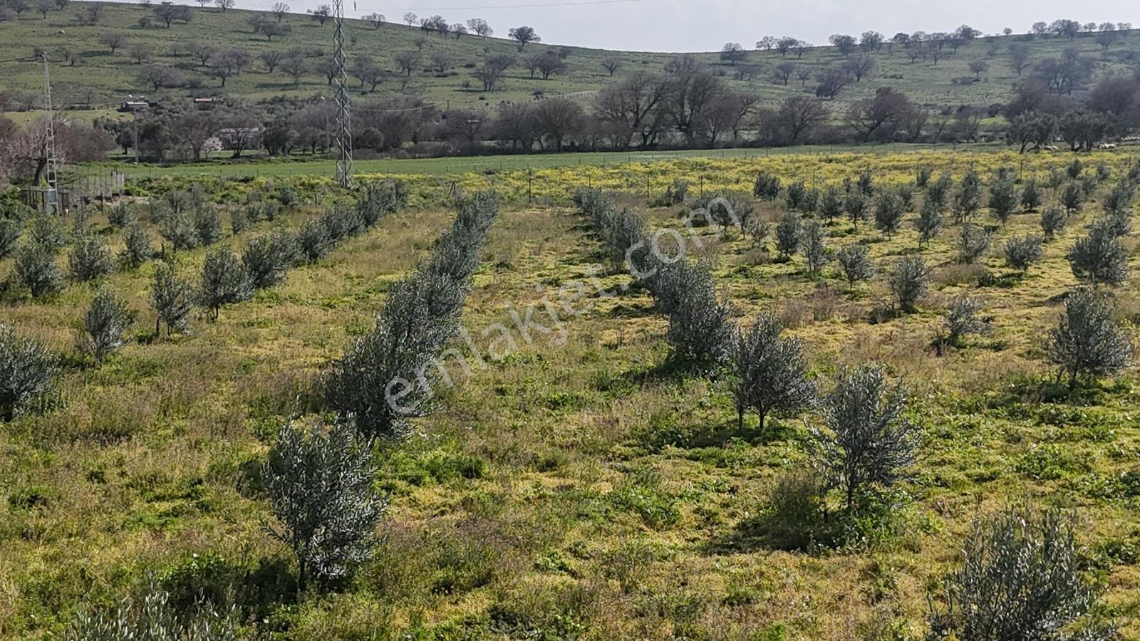 Ahmetbeyler Köyünde 7720m2 Satılık Zeytinlik - Görsel 17